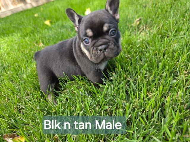 French Bulldog Puppies media 2