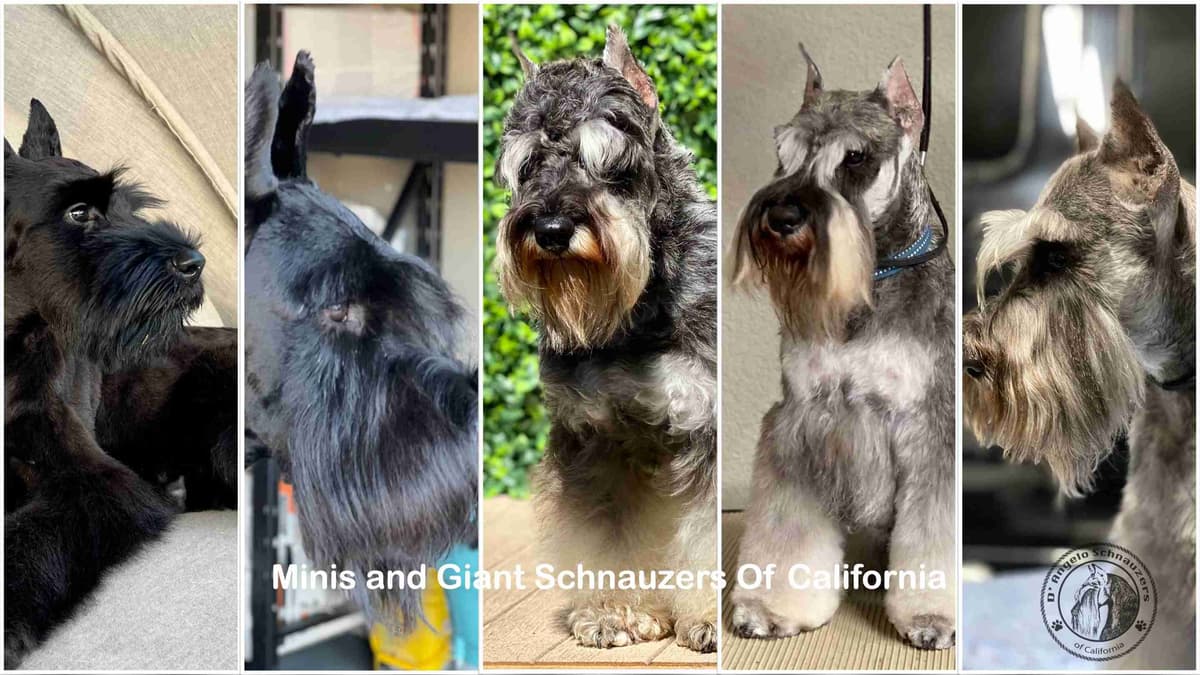 Mini Schnauzer Puppies. 5 year health warranty included! breeder image 1