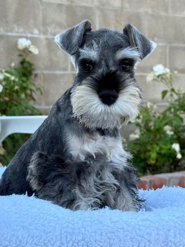 Mini Schnauzer Puppies. 5 year health warranty included! media 2