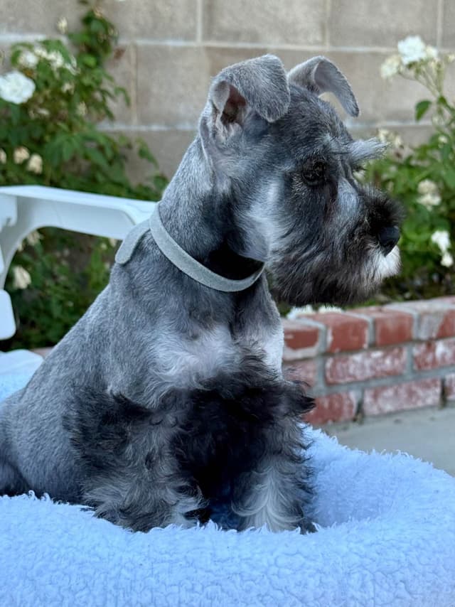 Mini Schnauzer Puppies. 5 year health warranty included! media 4