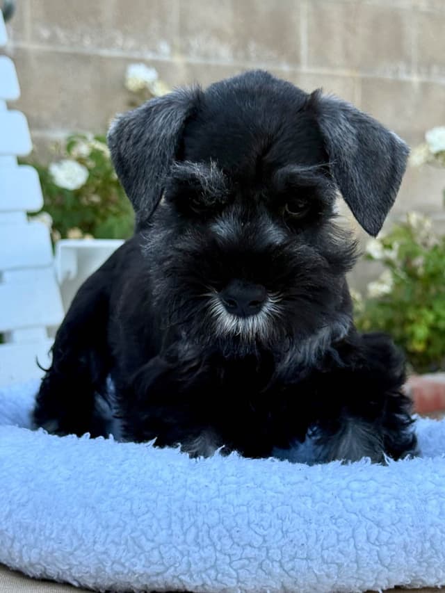 Mini Schnauzer Puppies. 5 year health warranty included! media 3