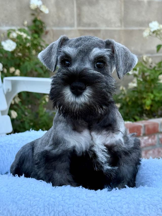 Mini Schnauzer Puppies. 5 year health warranty included! media 8