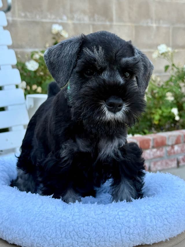 Mini Schnauzer Puppies. 5 year health warranty included! media 6