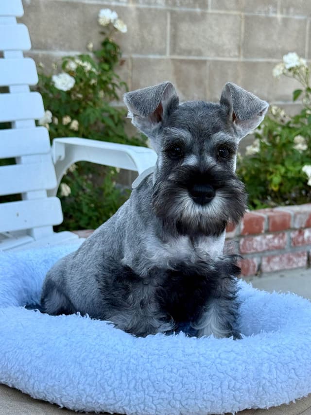 Mini Schnauzer Puppies. 5 year health warranty included! media 7