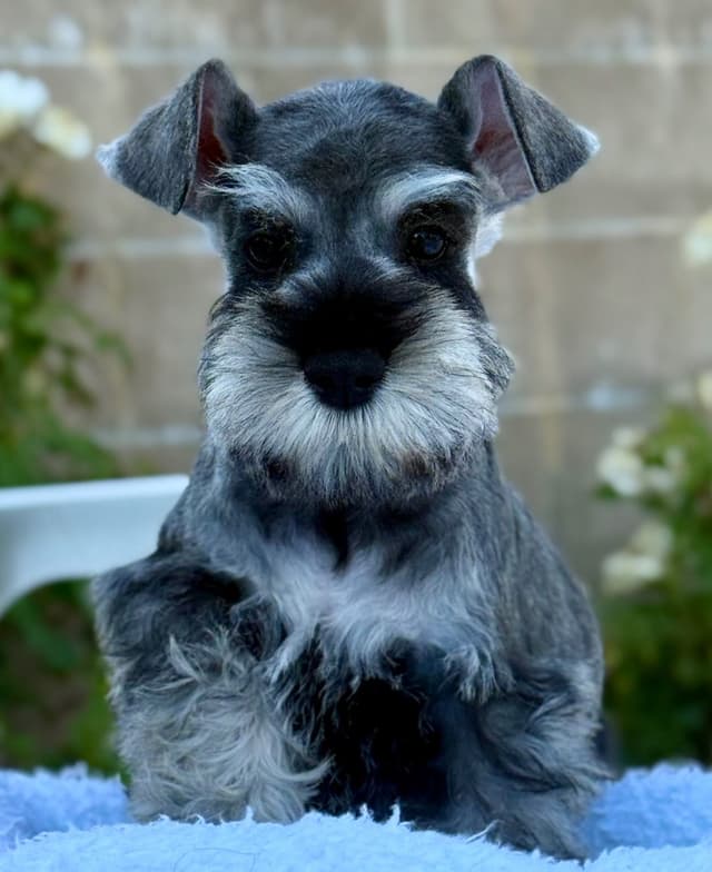 Mini Schnauzer Puppies. 5 year health warranty included! media 9