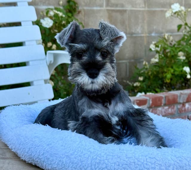 Mini Schnauzer Puppies. 5 year health warranty included! media 10