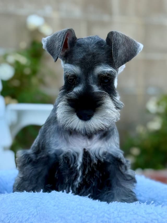 Mini Schnauzer Puppies. 5 year health warranty included! media 12