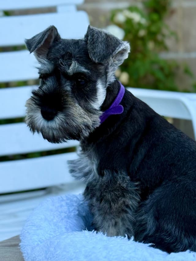 Mini Schnauzer Puppies. 5 year health warranty included! media 11