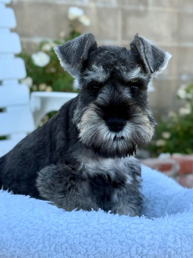 Mini Schnauzer Puppies. 5 year health warranty included! media 13