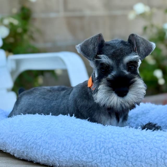 Mini Schnauzer Puppies. 5 year health warranty included! media 15