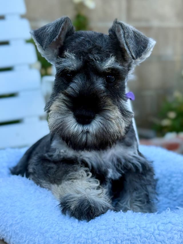 Mini Schnauzer Puppies. 5 year health warranty included! media 16