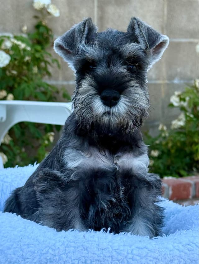 Mini Schnauzer Puppies. 5 year health warranty included! media 17
