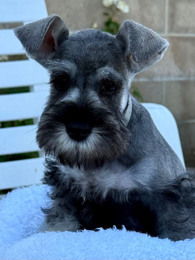 Mini Schnauzer Puppies. 5 year health warranty included! media 18
