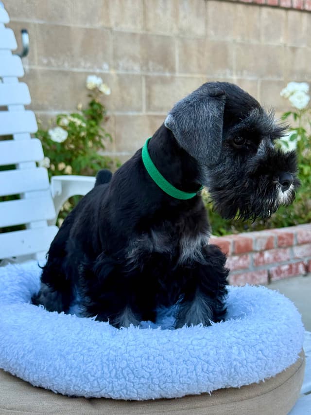 Mini Schnauzer Puppies. 5 year health warranty included! media 24