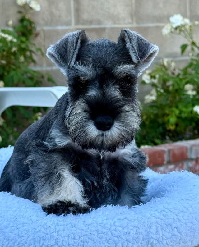 Mini Schnauzer Puppies. 5 year health warranty included! media 19