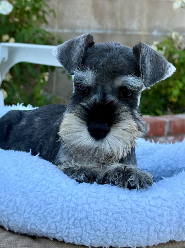 Mini Schnauzer Puppies. 5 year health warranty included! media 21