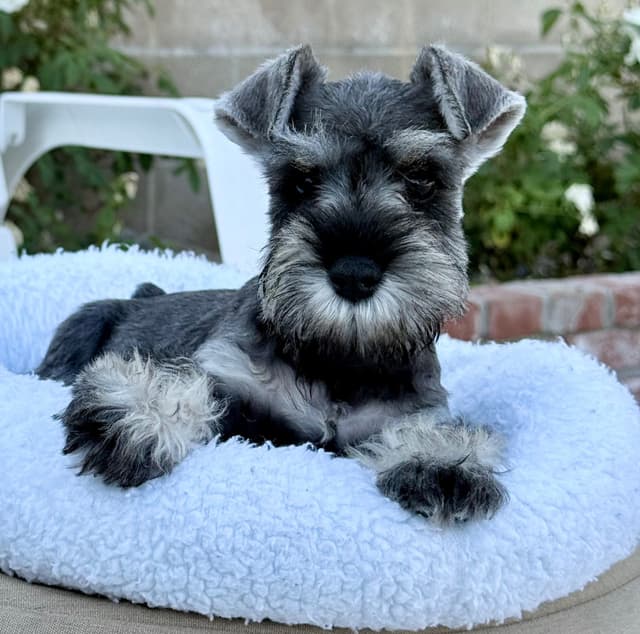 Mini Schnauzer Puppies. 5 year health warranty included! media 23