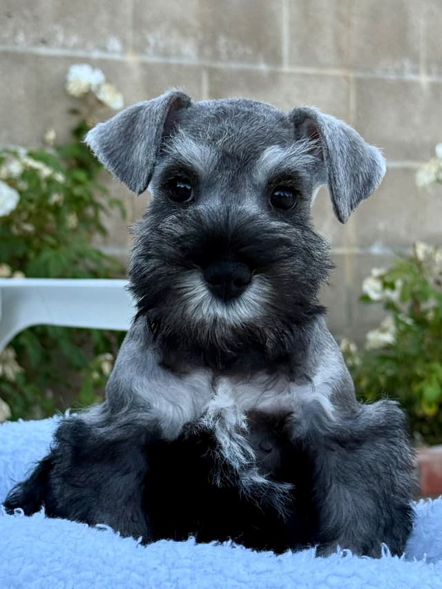 Mini Schnauzer Puppies. 5 year health warranty included! media 20