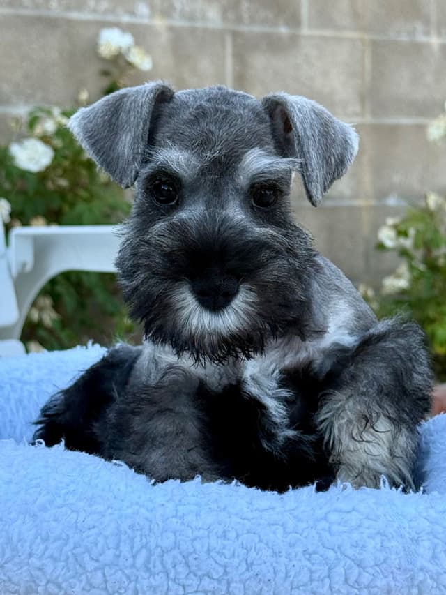 Mini Schnauzer Puppies. 5 year health warranty included! media 22