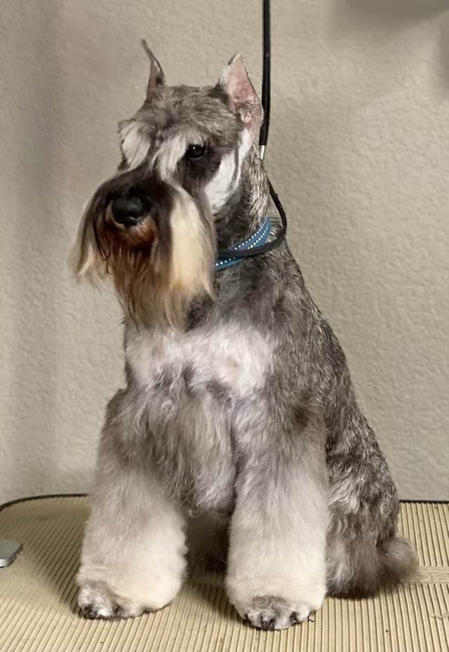 Mini Schnauzer Puppies. 5 year health warranty included! media 25