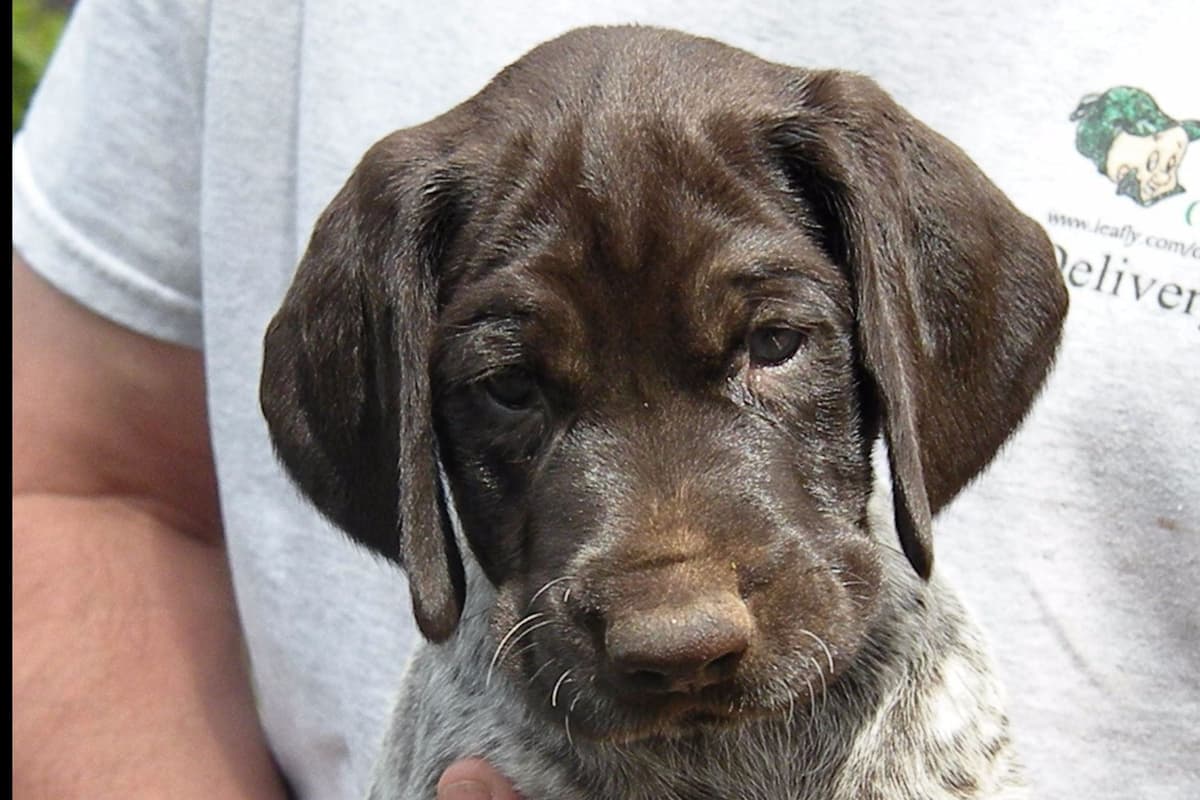 German Wirehaired Pointer Puppies breeder image 1