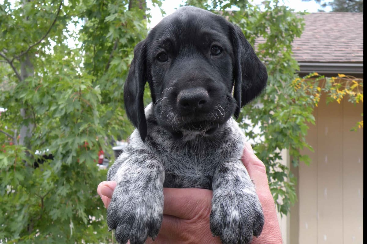 German Wirehaired Pointer Puppies breeder image 2