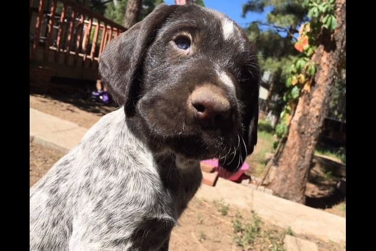 German Wirehaired Pointer Puppies breeder image 4