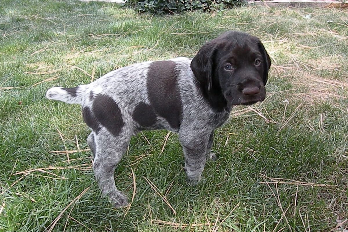 German Wirehaired Pointer Puppies breeder image 5