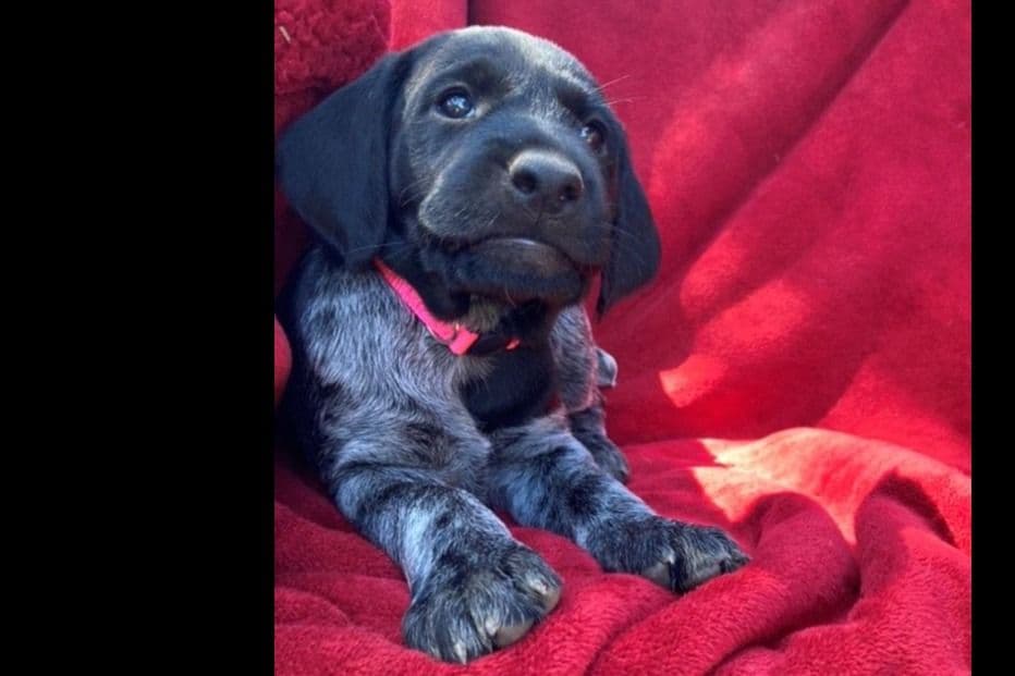 German Wirehaired Pointer Puppies breeder image 8