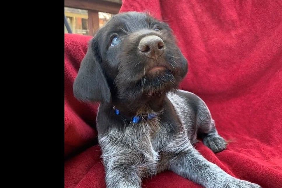 German Wirehaired Pointer Puppies breeder image 9