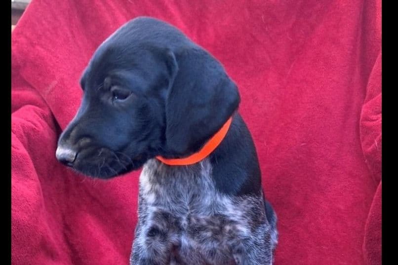 German Wirehaired Pointer Puppies breeder image 10