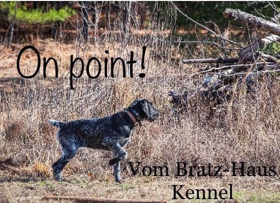 German Wirehaired Pointer Puppies breeder image 11