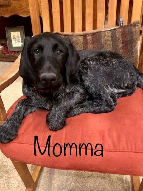 German Wirehaired Pointer Puppies breeder image 14
