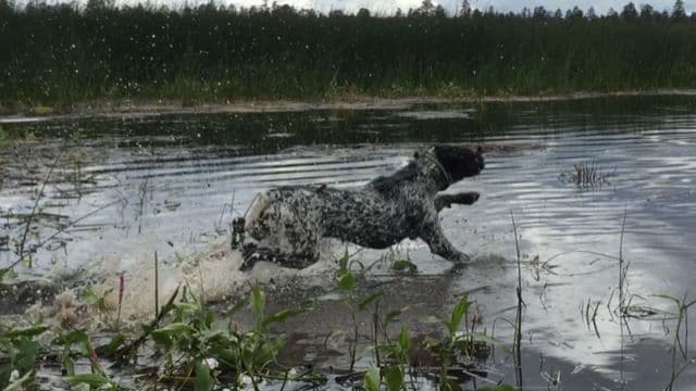 German Wirehaired Pointer Puppies media 3