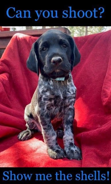 German Wirehaired Pointer Puppies media 5
