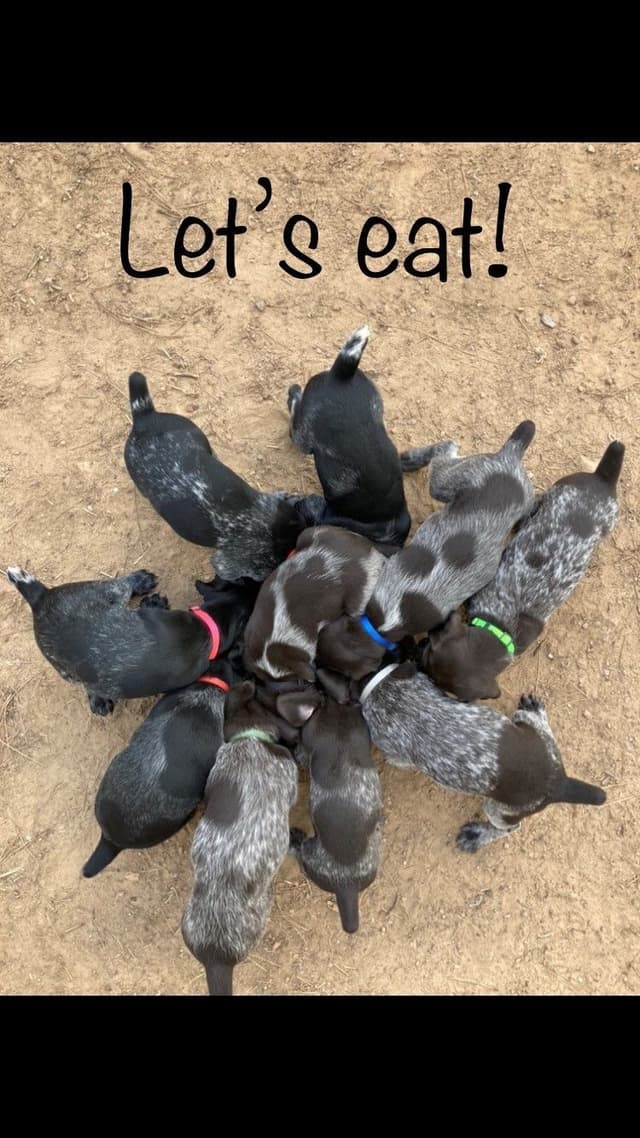 German Wirehaired Pointer Puppies media 7