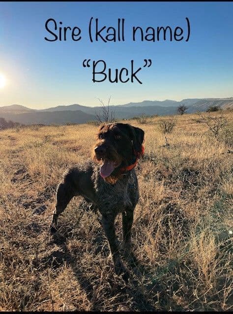 German Wirehaired Pointer Puppies media 8