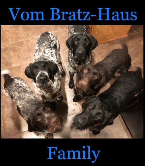 German Wirehaired Pointer Puppies media 10
