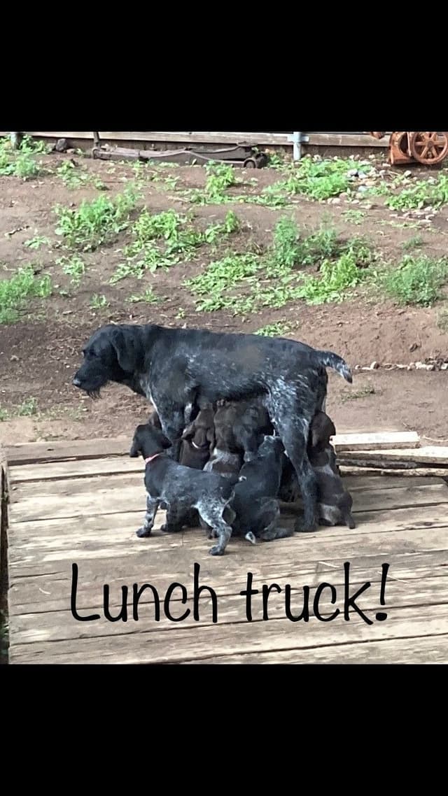 German Wirehaired Pointer Puppies media 11