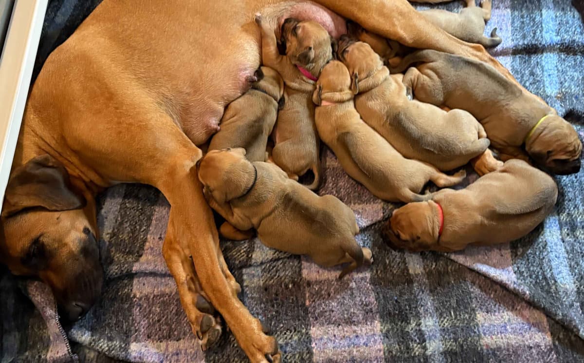Rhodesian Ridgeback Puppies SOLD breeder image 1