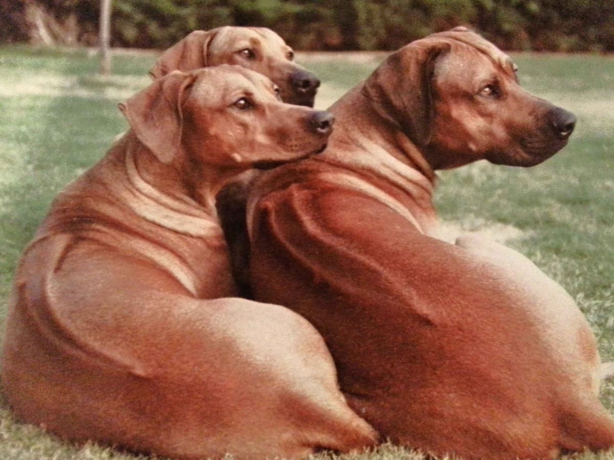 Rhodesian Ridgeback Puppies SOLD breeder image 2