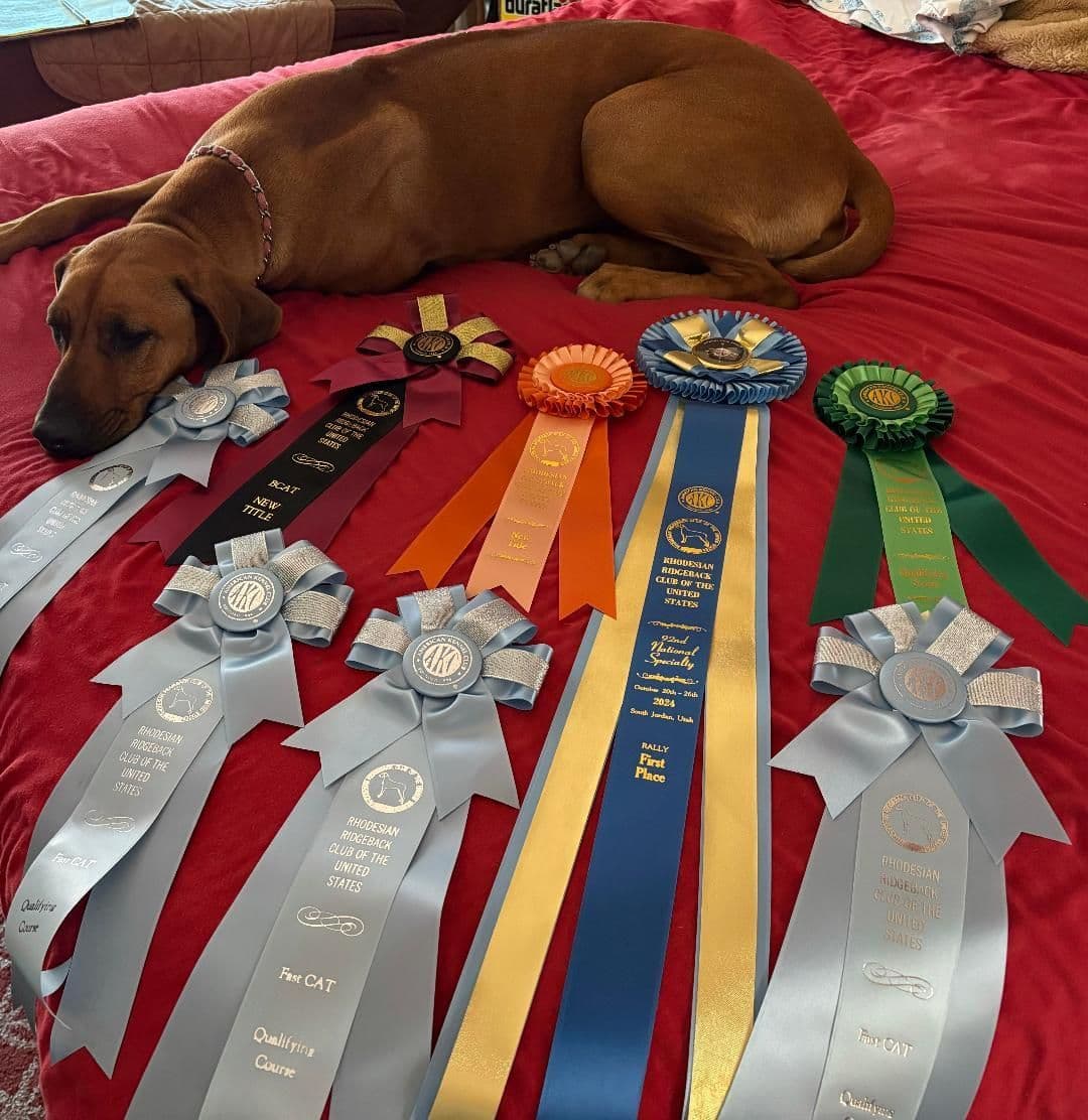 Rhodesian Ridgeback Puppies SOLD breeder image 3
