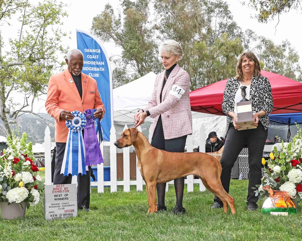 Rhodesian Ridgeback Puppies SOLD breeder image 4