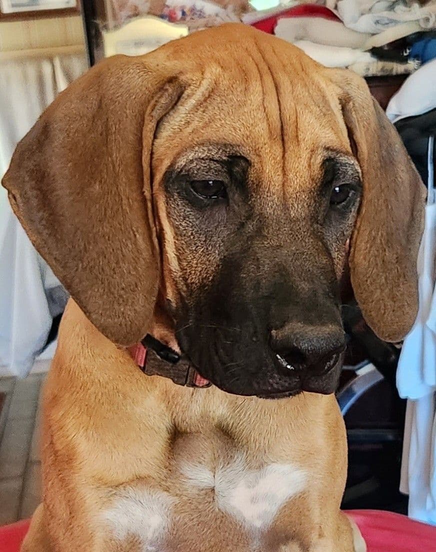 Rhodesian Ridgeback Puppies SOLD breeder image 5