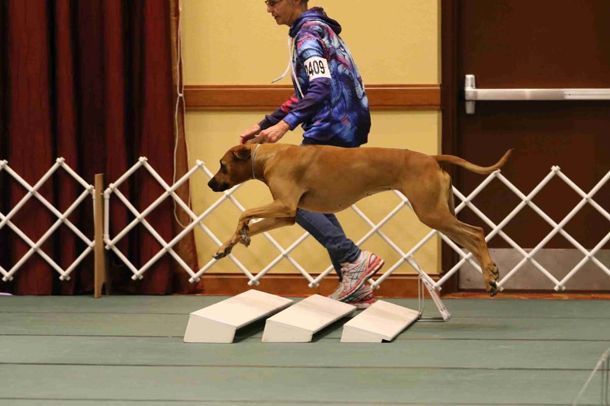 Rhodesian Ridgeback Puppies SOLD breeder image 6