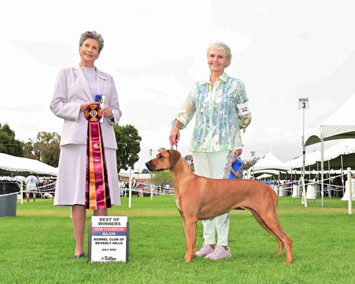 Rhodesian Ridgeback Puppies SOLD breeder image 7