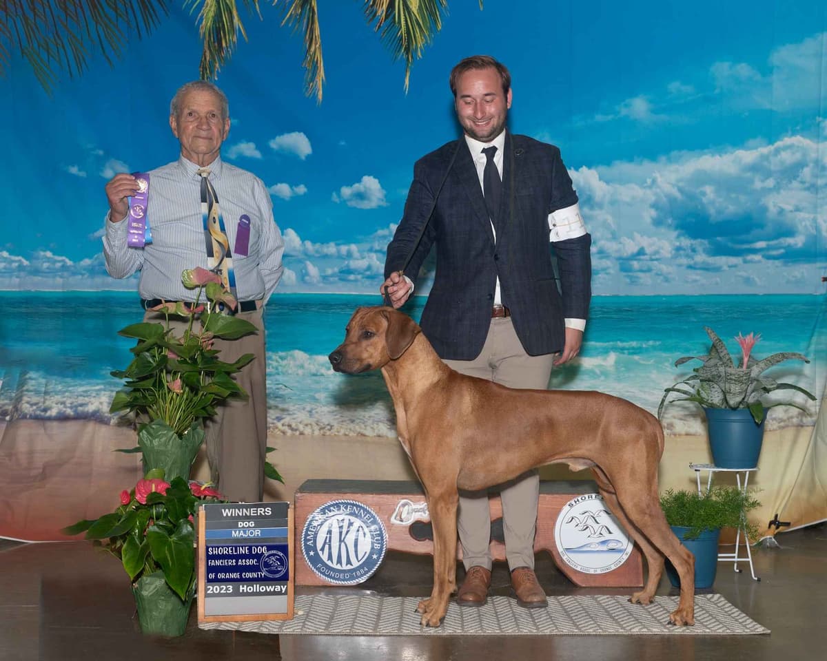 Rhodesian Ridgeback Puppies SOLD breeder image 9