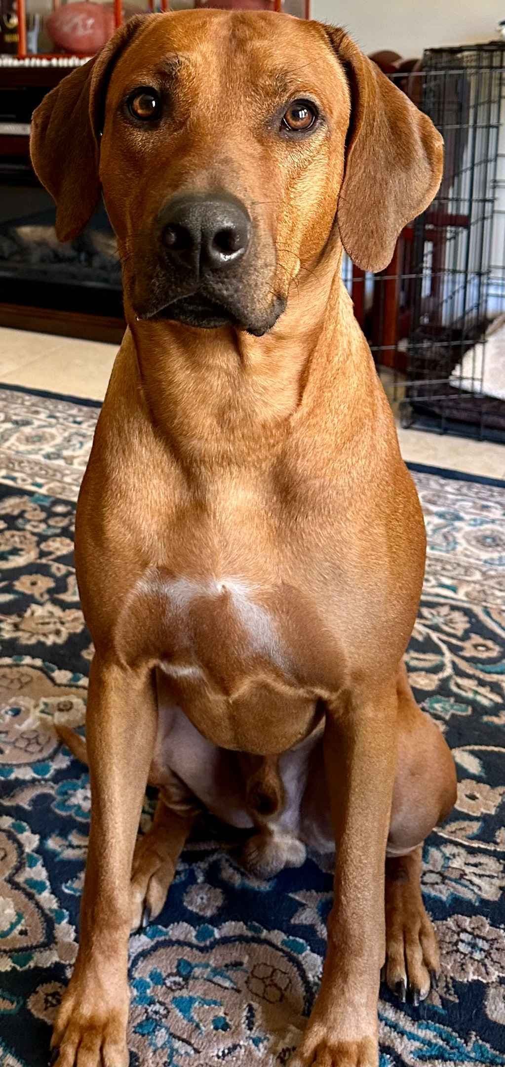 Rhodesian Ridgeback Puppies SOLD breeder image 10