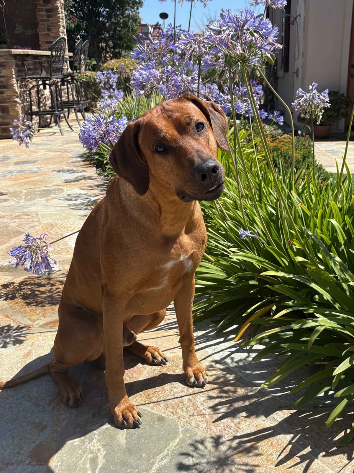 Rhodesian Ridgeback Puppies SOLD breeder image 13