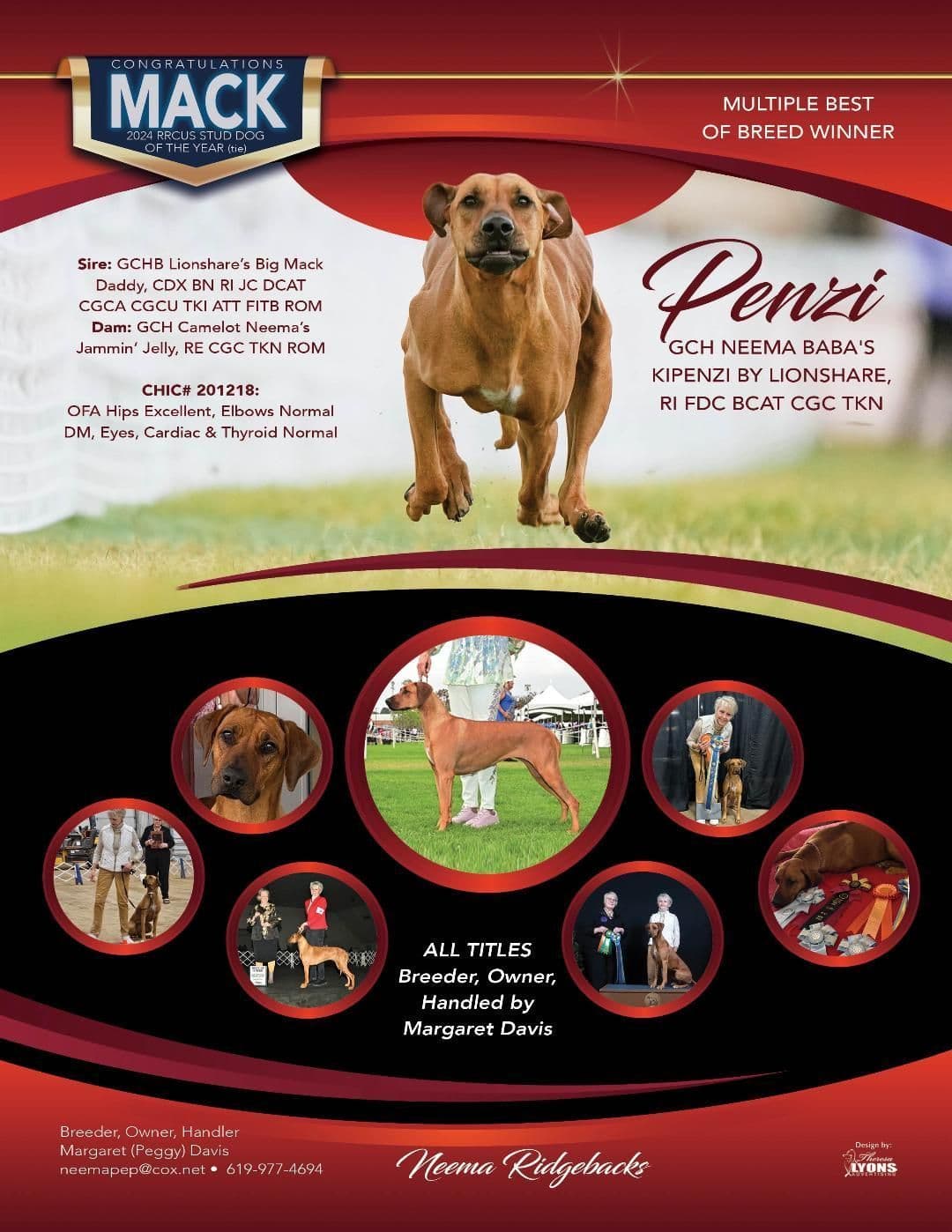 Rhodesian Ridgeback Puppies SOLD breeder image 11